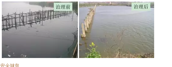河道黑臭水质微生物改善技术-