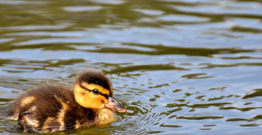 |生态环境部有关负责人就“山东、江苏、安徽、河南四省发布南四湖流域水污染物综合排放标准”答记者问
